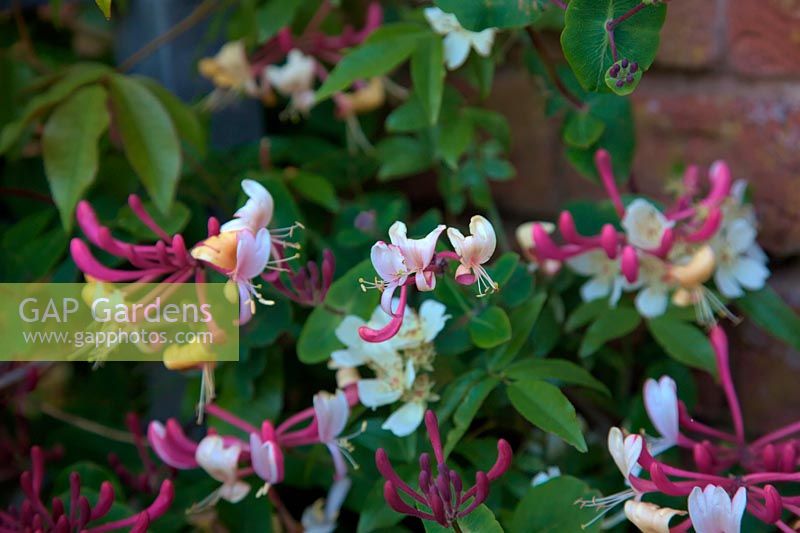 Lonicera x italica with Rosa banksiae var. normalis  - Ra -  the fragrant white rambler