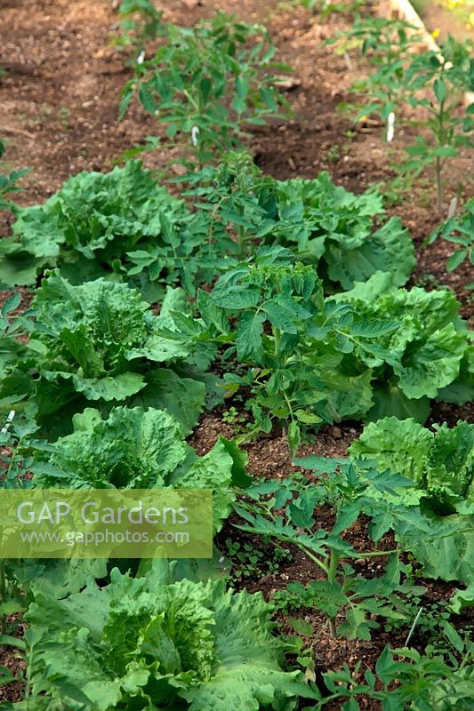 Lactuca sativa 'Saladin' - Lettuce catch crop planted between tomato plants - Solanum lycopersicum
