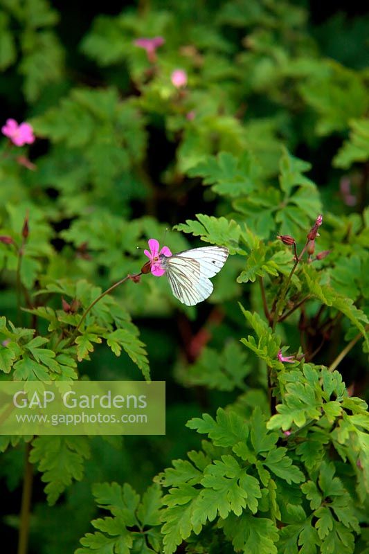Green Veined White Butterfly - Pieris napi on Herb Robert - Geranium robertianum