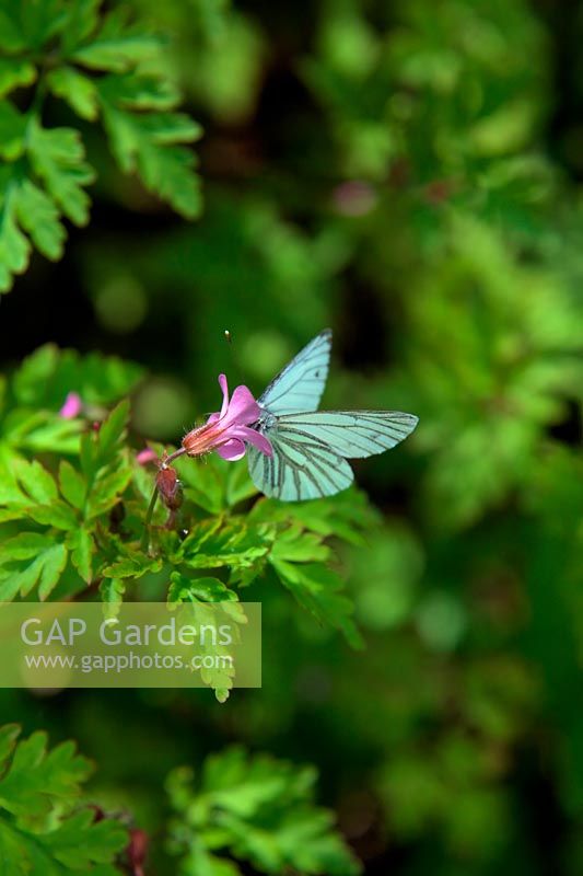 Green Veined White Butterfly - Pieris napi on Herb Robert - Geranium robertianum