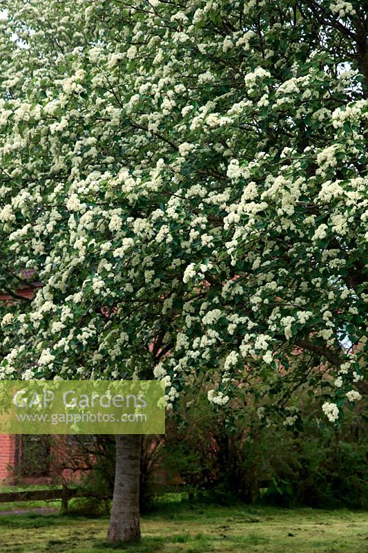 Sorbus aria - Whitebeam in full flower during May