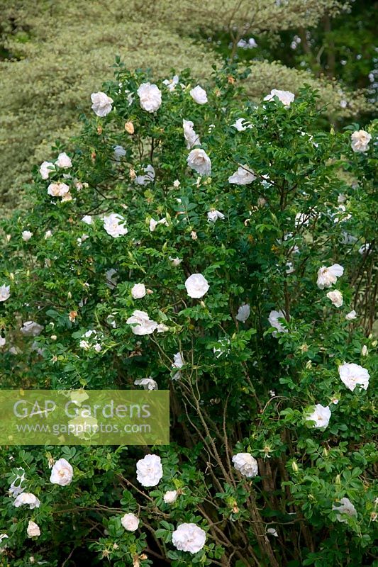 Rosa 'Blanche Double de Coubert'  - Ru -  AGM Fragrant shrub rose