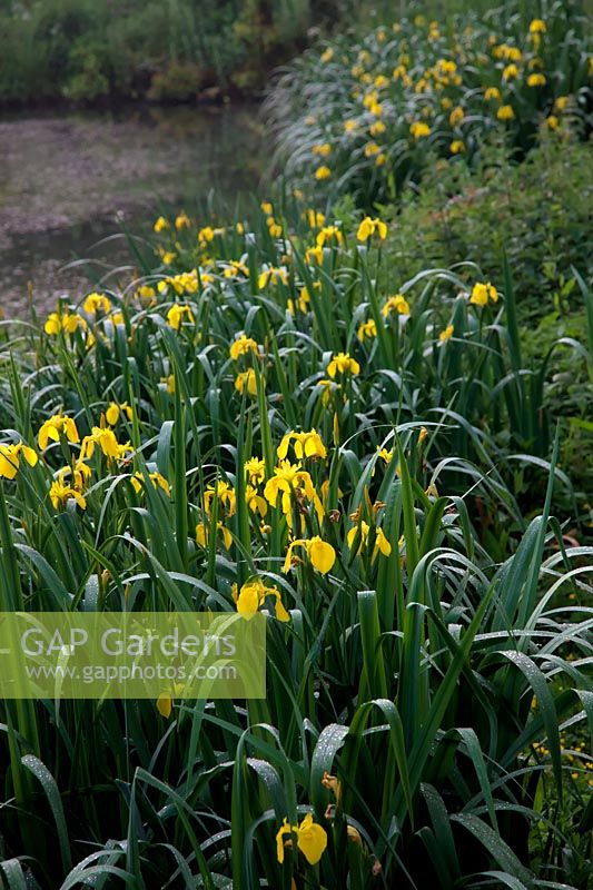 Iris pseudacorus - Yellow Flag growing along the margins of a pool