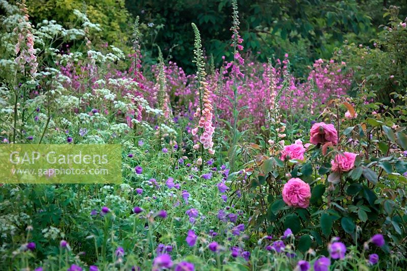 Plantings in Holbrook Garden, Devon, late May showing Rosa GERTRUDE JEKYLL 'Ausbord', Digitalis purpurea 'Sutton's Apricot' AGM and Silene dioica - Red Campion