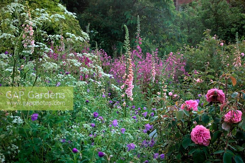 Plamntings in Holbrook Garden, Devon, late May showing Rosa GERTRUDE JEKYLL 'Ausbord'  AGM, Digitalis purpurea 'Sutton's Apricot' AGM and Silene dioica - Red Campion