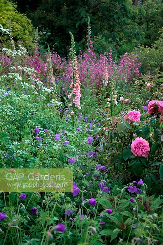 Plamntings in Holbrook Garden, Devon, late May showing Rosa GERTRUDE JEKYLL 'Ausbord'  AGM, Digitalis purpurea 'Sutton's Apricot' AGM and Silene dioica - Red Campion