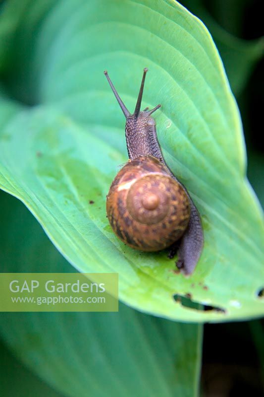 Snail on Hosta leaf