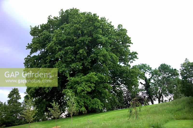 Lucombe Oak - Quercus x hispanica 'Lucombeana' - a magnificent specimen in Bradninch near Exeter, Devon