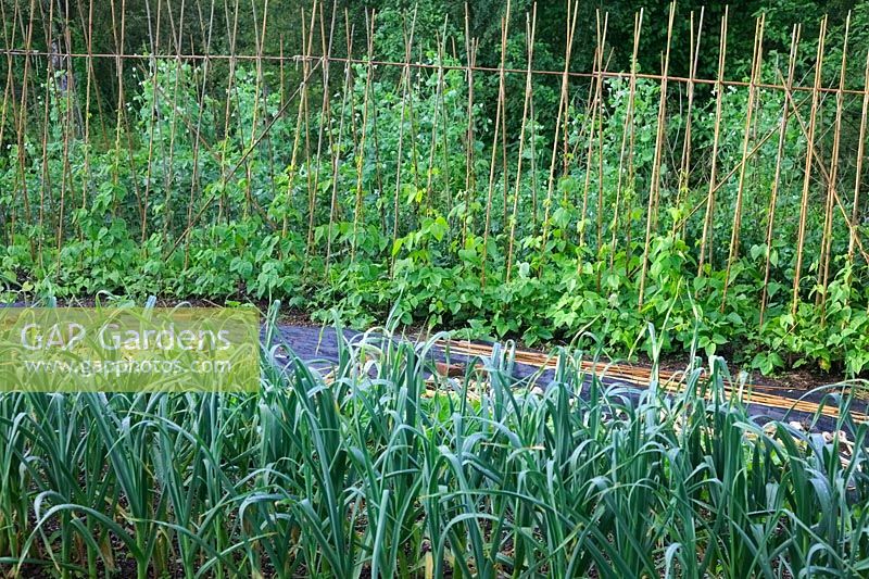 The productive vegatble garden at Holbrook in early June with Runner beans, an almost mature crop of garlic, mulch over which winter squash plants will sooon sprawl