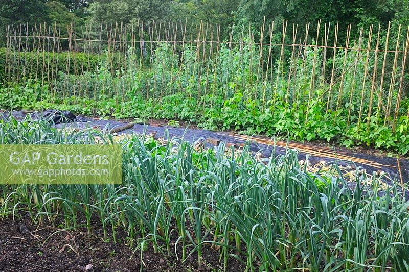 The productive vegatble garden at Holbrook in early June with Runner beans, an almost mature crop of garlic, Perpetual spinach and Parsnips, mulch over which winter squash plants will sooon sprawl.