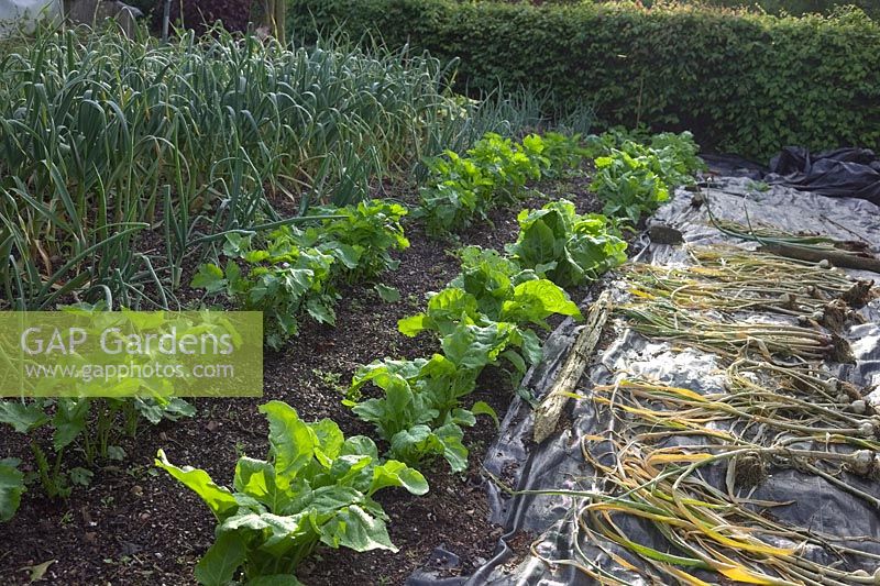An almost mature crop of garlic, Perpetual spinach and Parsnips, mulch over which winter squash plants will sooon sprawl and a drying crop of early Garlic