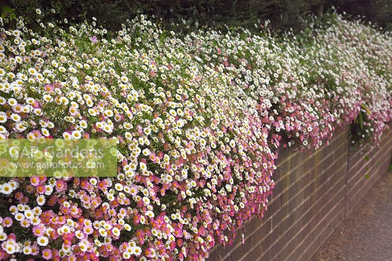 Erigeron karvinskianus AGM - the colours are more intense after a period of cloudy weather