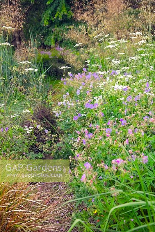 Chaerophyllum hirsutum - Rough Chervil with Geranium pratense - Meadow Cranesbill and Stipa gigantea in Holbrook Garden, Devon in June