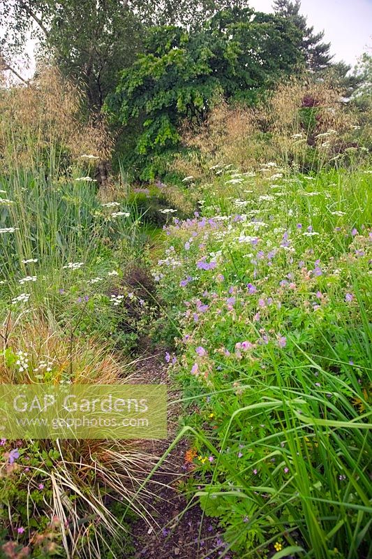 Chaerophyllum hirsutum - Rough Chervil with Geranium pratense - Meadow Cranesbill and Stipa gigantea in Holbrook Garden, Devon in June