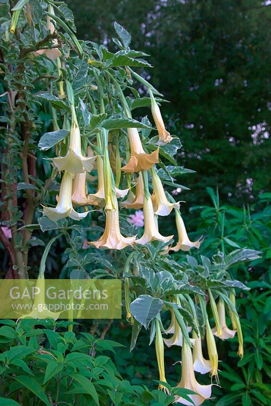 Brugmansia x candida 'Variegata'  - v -  growing in 30 litre pot