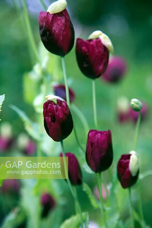 Papaver somniferum 'Lauren's Grape' Opium Poppy