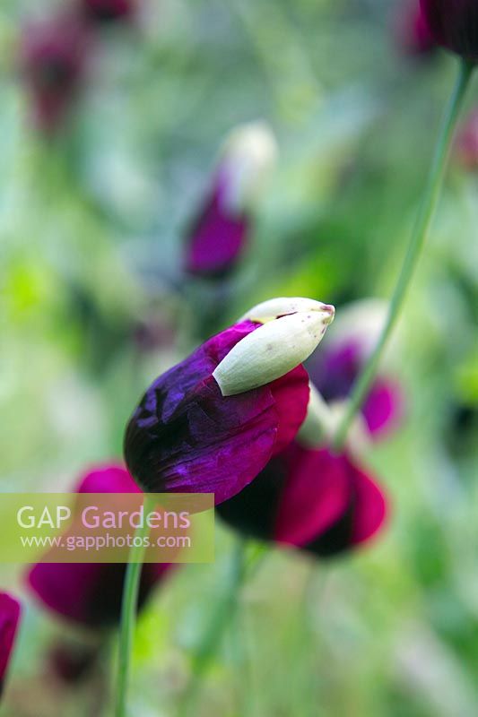 Papaver somniferum 'Lauren's Grape' Opium Poppy