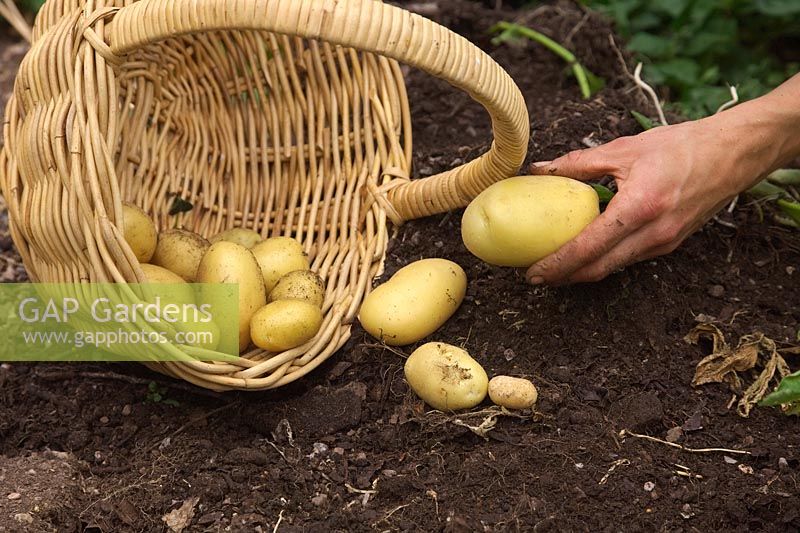 Solanum tuberosum 'Lady Christl'  AGM - harvesting or picking early potatoes growing in 20 litre plastic pot
