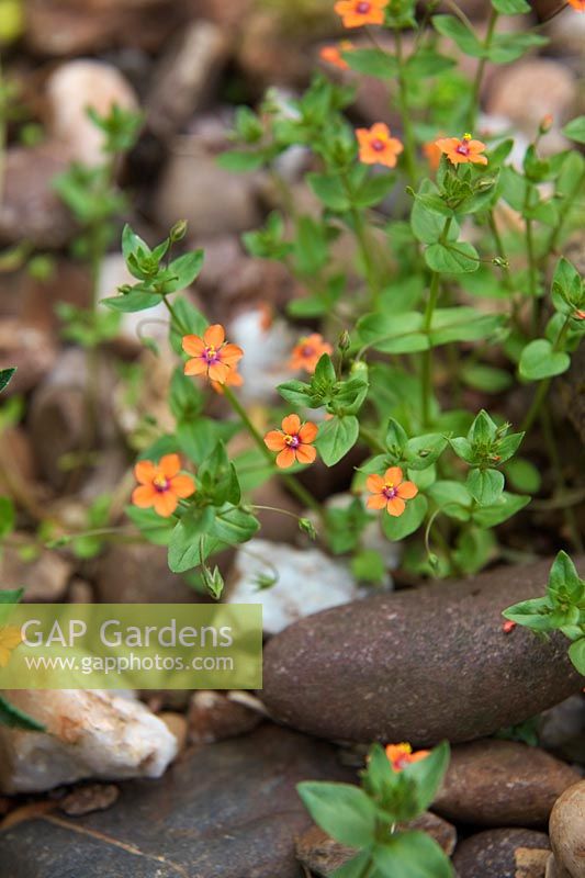 Common Garden Weeds - Scarlet pimpernel - Anagallis arvensis
