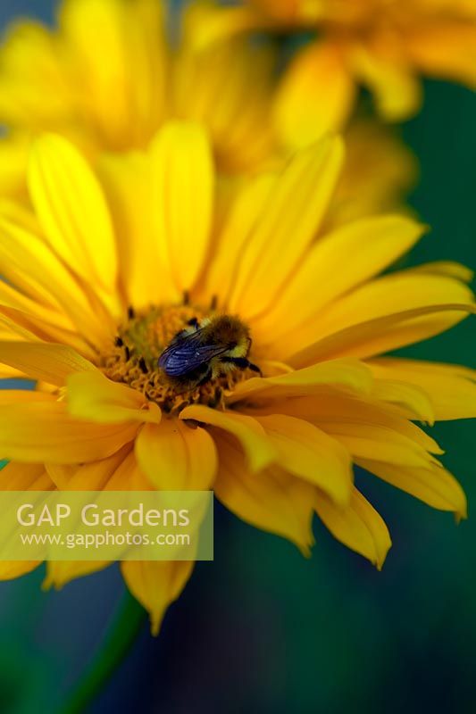 Heliopsis helianthoides var. scabra 'Benzinggold' AGM with Bumblebee