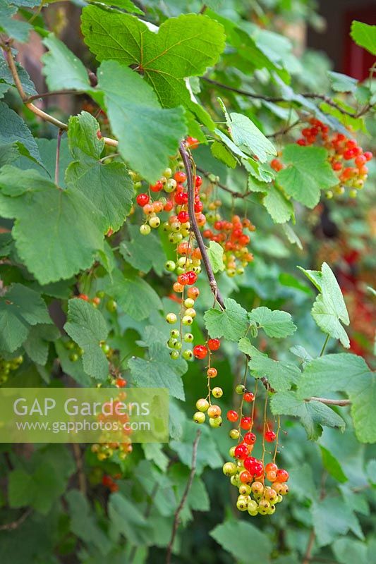 Ribes rubrum Redcurrants trained against a wall