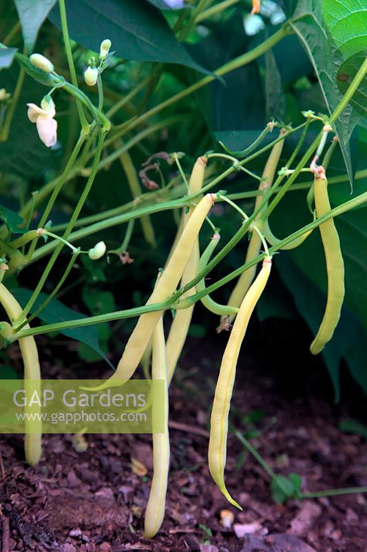 Phaseolus vulgaris 'Sonesta' AGM Dwarf French Beans