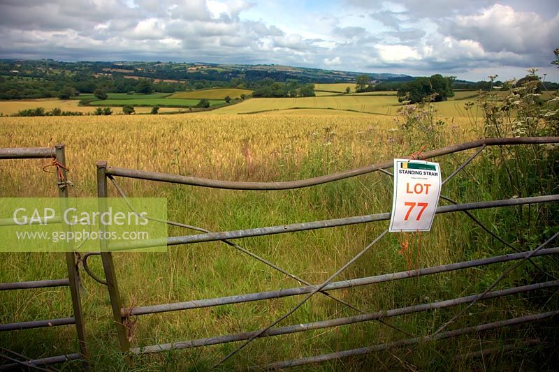 Standing crop of straw up for auction on Devon Somerset UK border