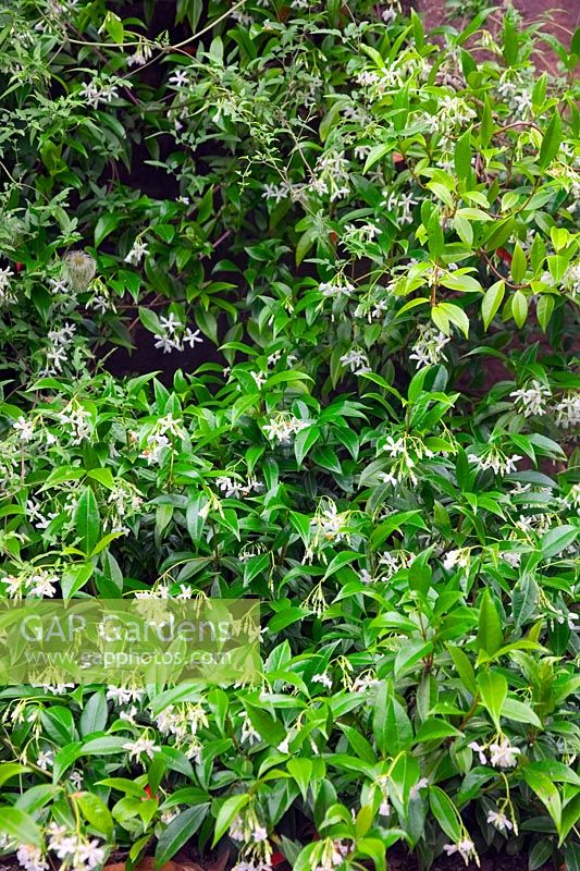 Trachelospermum asiaticum - Asiatic jasmine