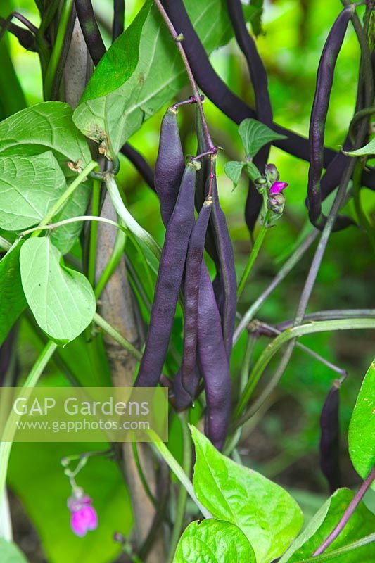 Phaseolus vulgaris 'A Cosse Violette' Climbing French bean