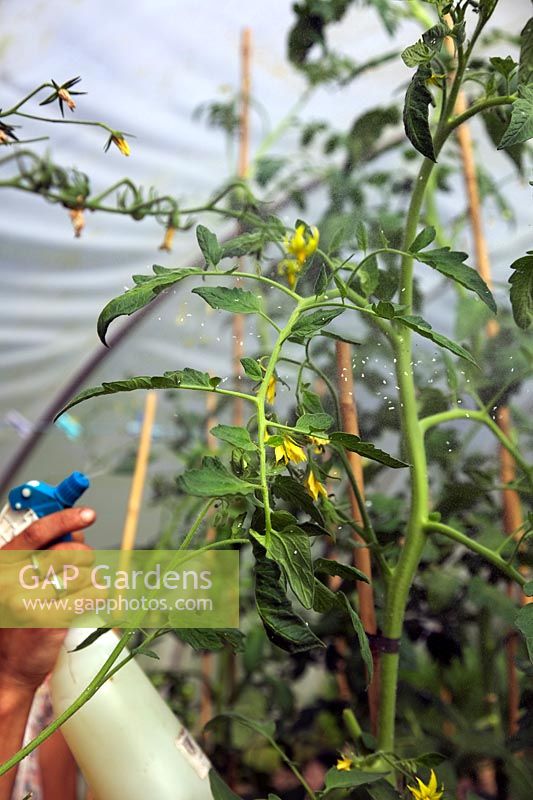 Woman gardener spraying tomatoes with soft ssoap against whitefly infection