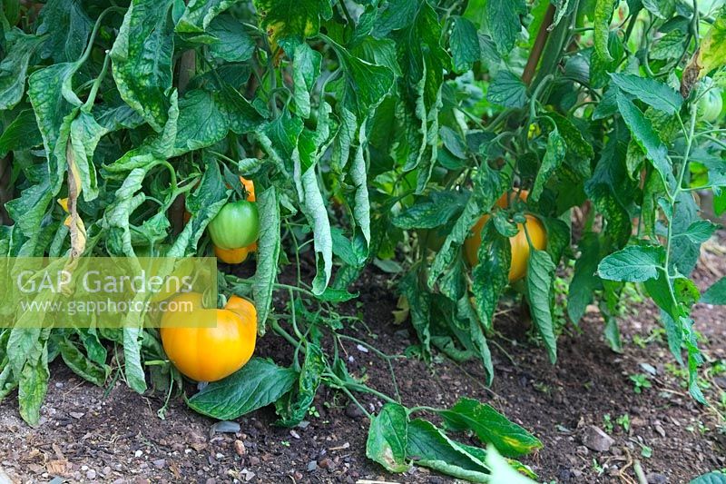 Growing Beefsteak Tomatoes in soil in a polytunnel first ripening fruits on Solanum lycopersicum 'Orange Ox Heart' syn. 'Coeur du Boeuf Orange'