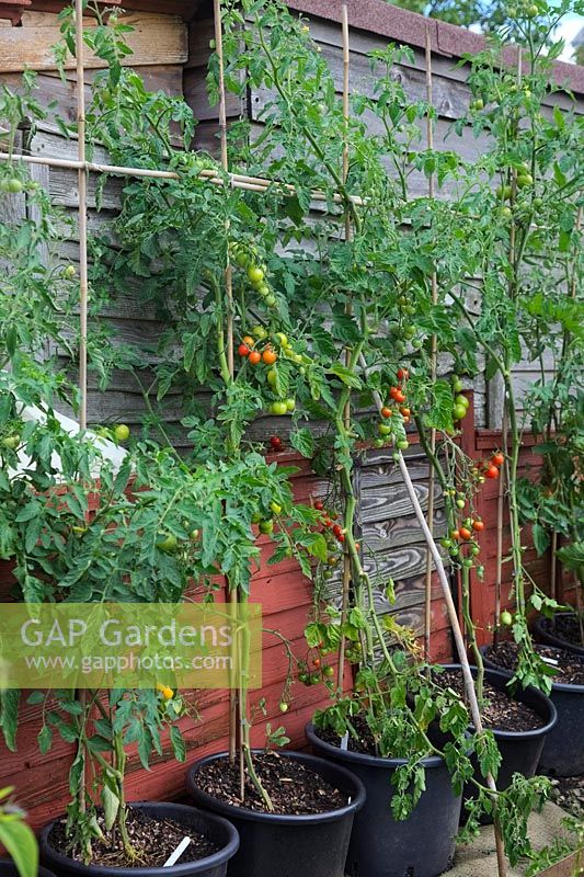 Growing Tomatoes in pots against a south-west facing fence in a town garden - first ripening fruits on Solanum lycopersicum
