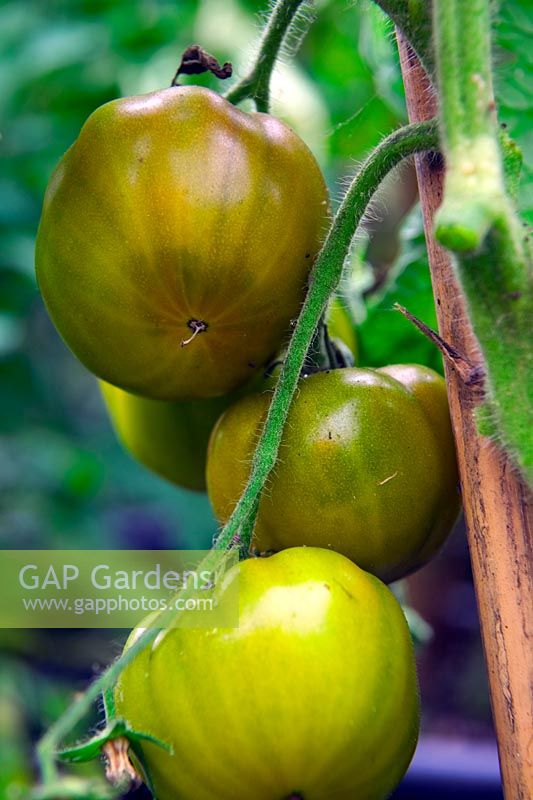 Tomatoes - Solanum lycopersicum 'Moldovan Green'