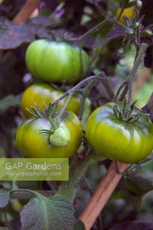 Solanum lycopersicum 'Moldovan Green' Tomato