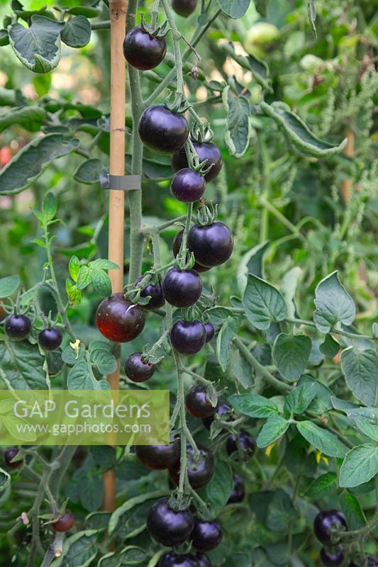 Solanum lycopersicum 'Indigo Rose' Tomato