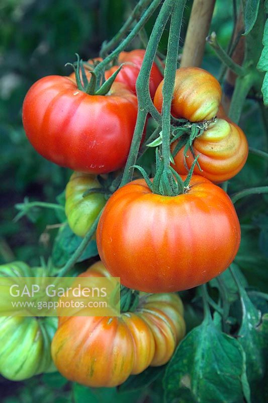 Solanum lycopersicum 'Beefmaster' Tomato