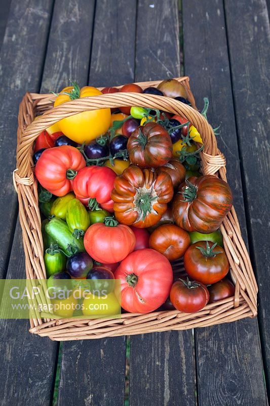 Freshly harvested tomatoes from the garden in wicker basket