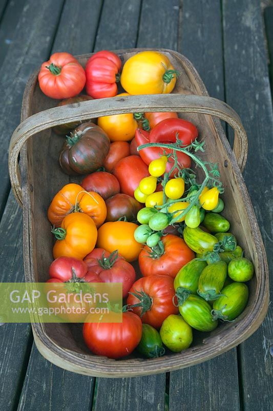 Freshly harvested tomatoes from the garden in trug basket