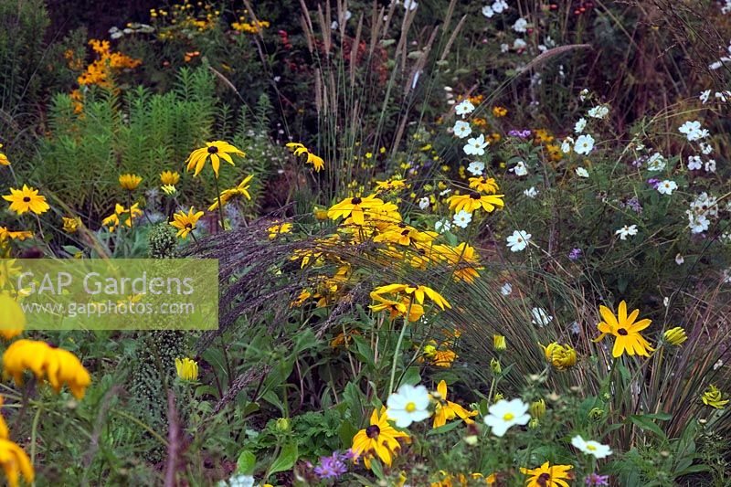 Rudbeckia hirta 'Indian Summer' with Cosmos 'Purity' and Molinia caerulea subsp. caerulea 'Strahlenquelle' centre frame