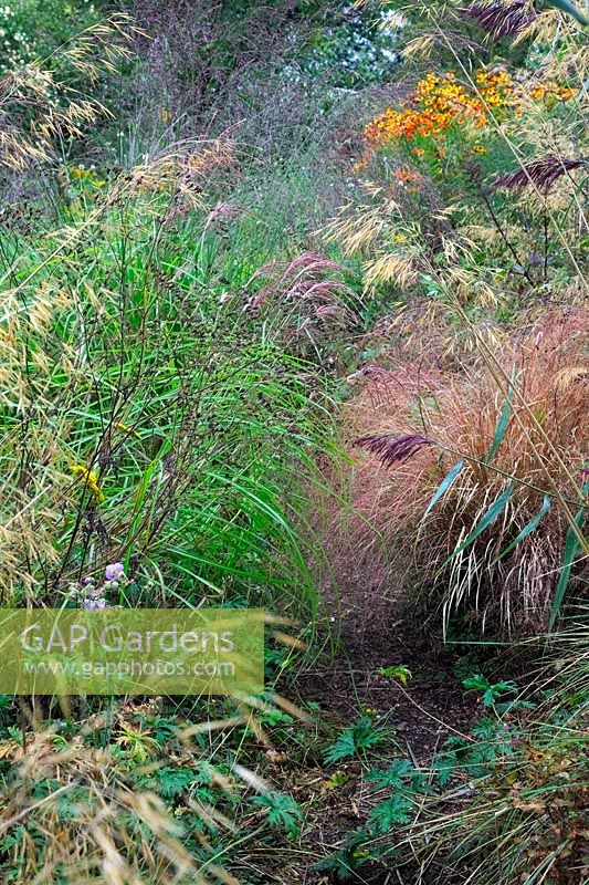 Naturalistic plantings in Holbrook Garden during September - Miscanthus, Stipa gigantea, Anemanthele lessiona and Heleniums