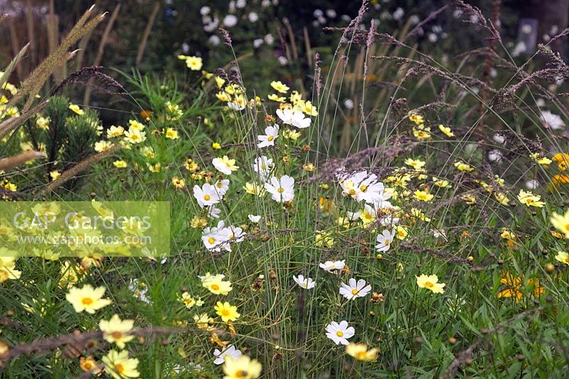 Cosmos bipinnatus 'Purity' with Coreopsis 'Full Moon' and Molinia caerulea subsp. caerulea 'Strahlenquelle'