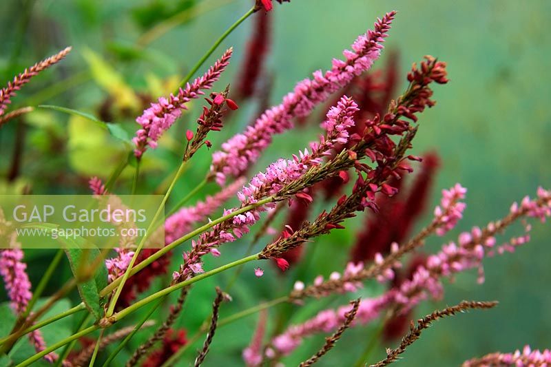 Persicaria amplexicaulis 'Pink Elephant' with Persicaria amplexicaulis 'Blackfield' at rear