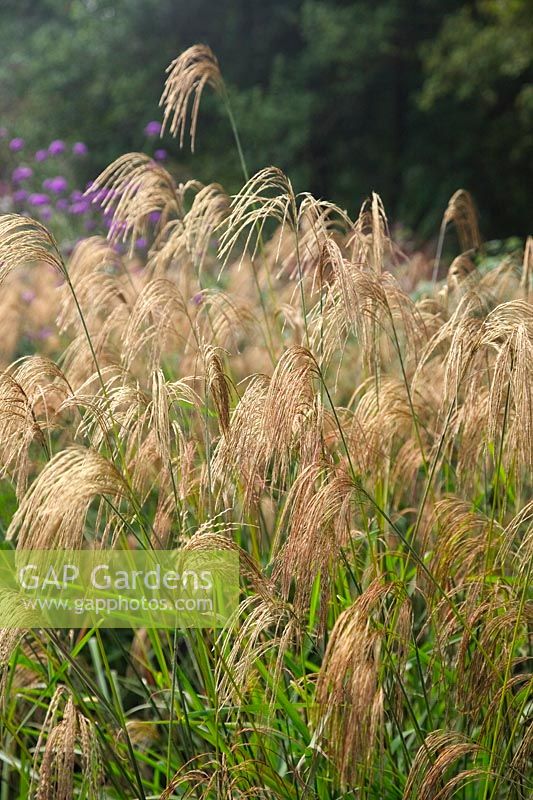 Miscanthus nepalensis in September