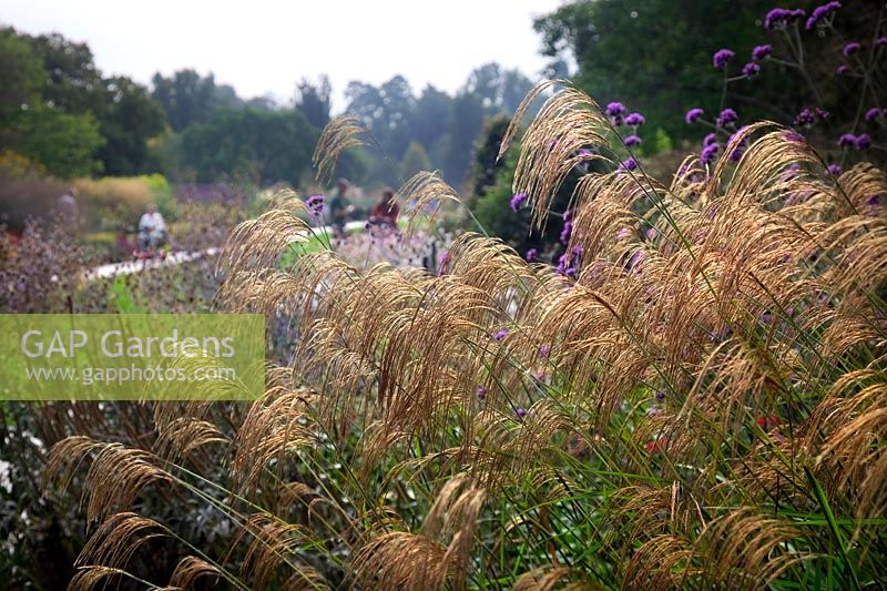 Miscanthus nepalensis in the Centenary Border at Hillier Gardens, Hampshire