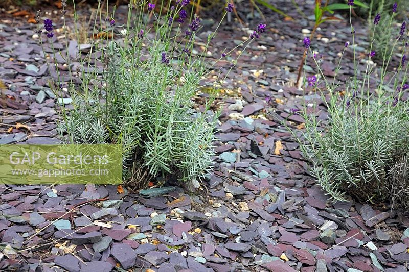Using slate pieces as a mulch