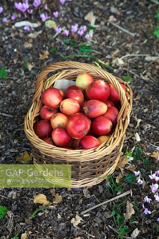 Malus domestica 'Katja'  - D -  Windfall Katy apples in a basket