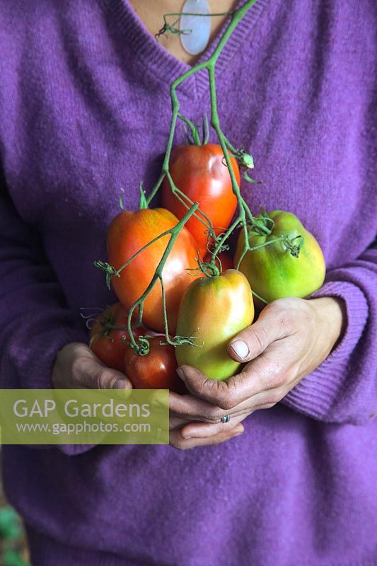 Woman gardener holding home grown Beefseak Tomatoes - Solanum lycopersicum 'Cornue des Andes' syn. 'Andine Cornue' syn. 'Andean Horn'