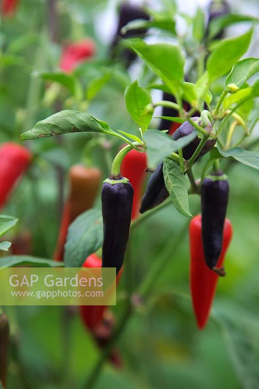 Capsicum annuum 'Purple Gusto' Chilli pepper