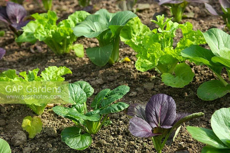 Lined out plants of Brassica rapa  - Chinensis Group -  Pak Choi 'Colour and Crunch'
