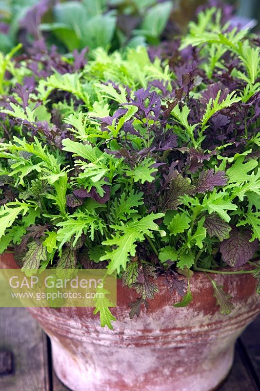 Salad Mixture - Oriental Mustards - Brassica rapa  - Chinensis Group -  in clay terracotta pot
